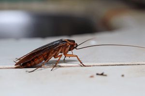 cockroach program