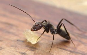 pest ants