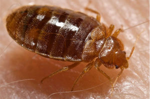 bed bugs service